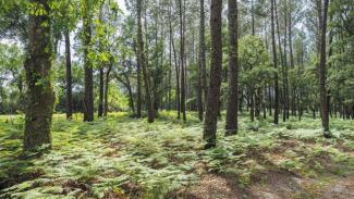 Camping Seignosse le Penon